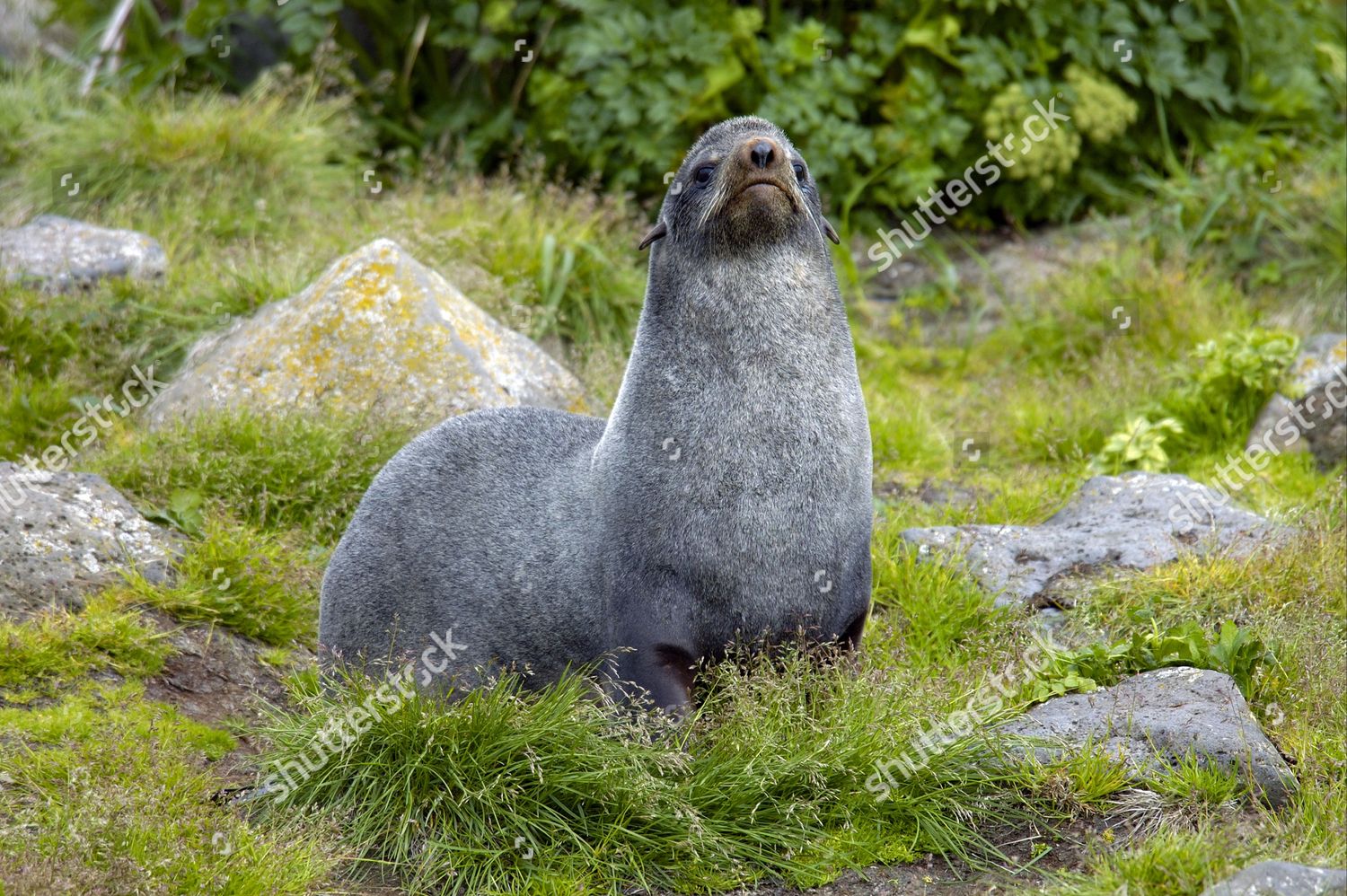 Northern Fur Seal Callorhinus Ursinus Saint Editorial Stock Photo ...
