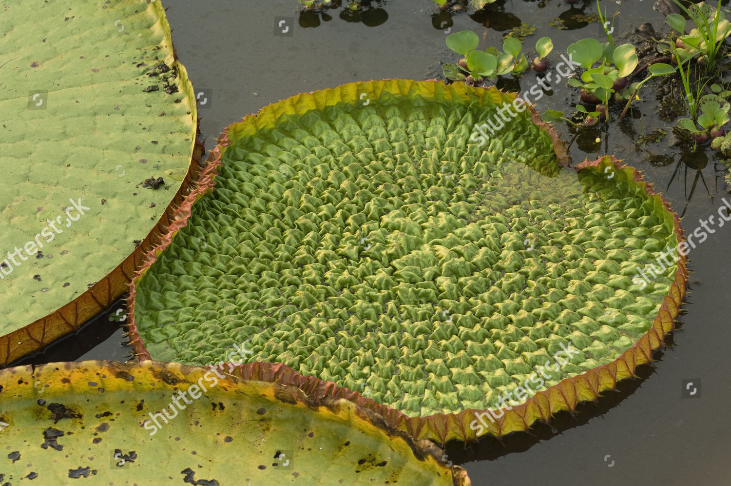 giant-queen-victoria-water-lily-victoria-editorial-stock-photo-stock