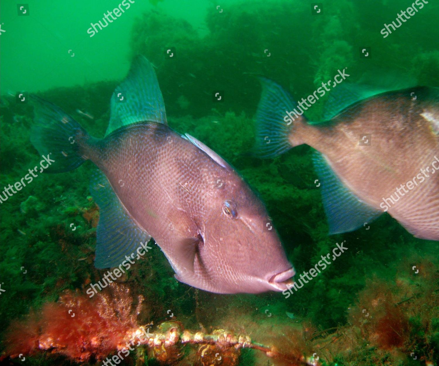 Trigger Fish Oceanographer Dr Ken Collins Editorial Stock Photo - Stock