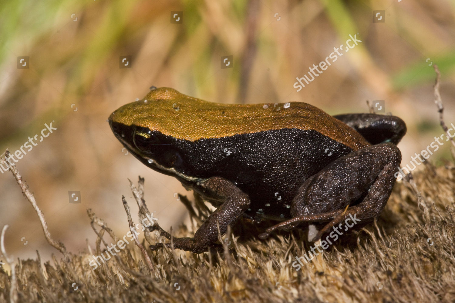 Brown Mantella Frog Mantella Betsileo Endemic Editorial Stock Photo