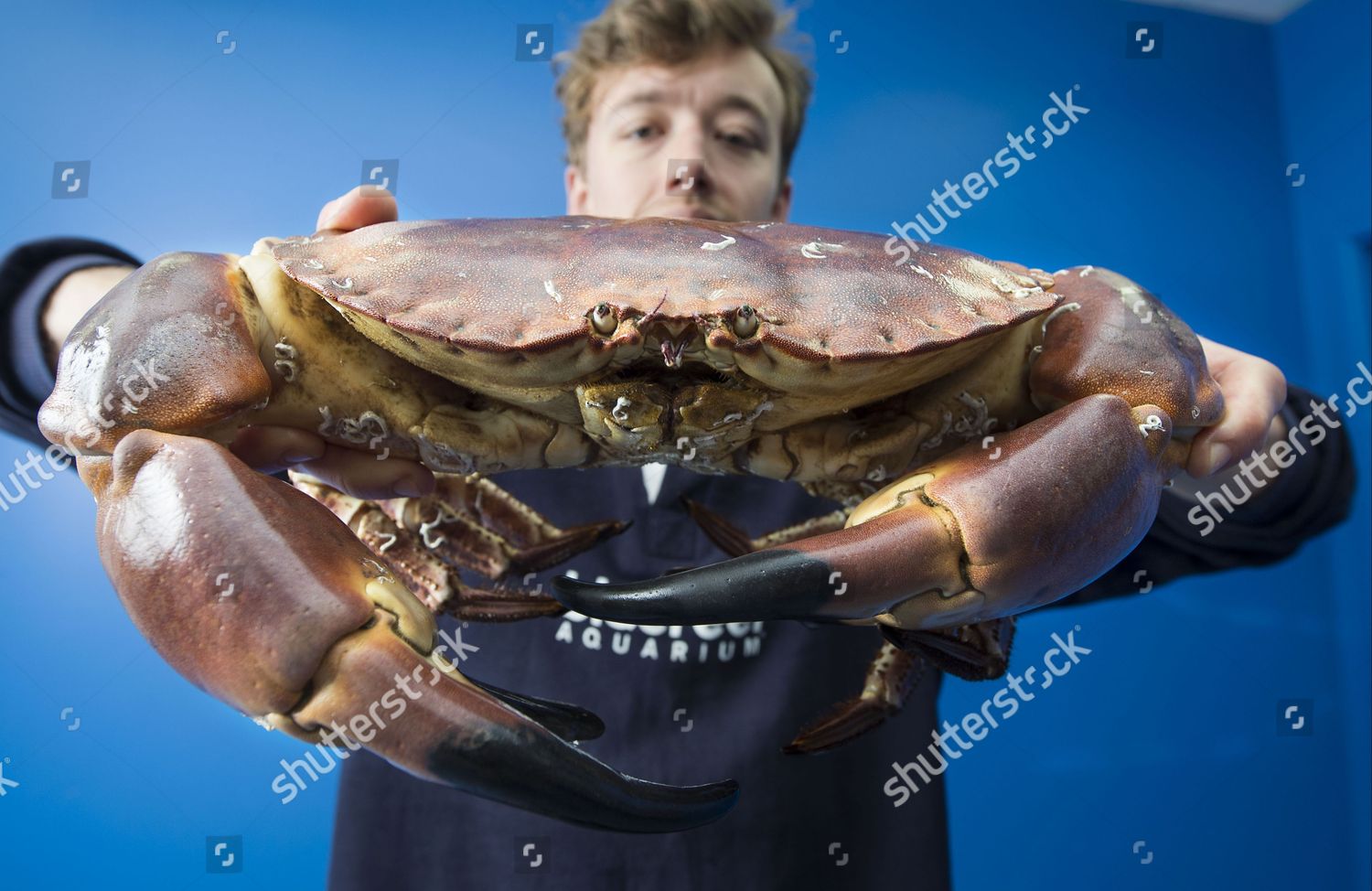 Crush crab Crush N