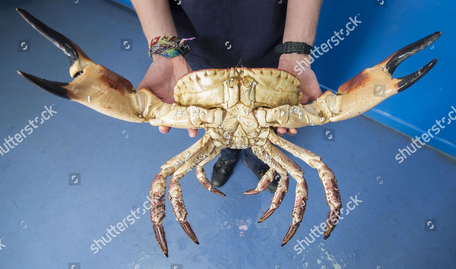 Crush crab Crab Crush
