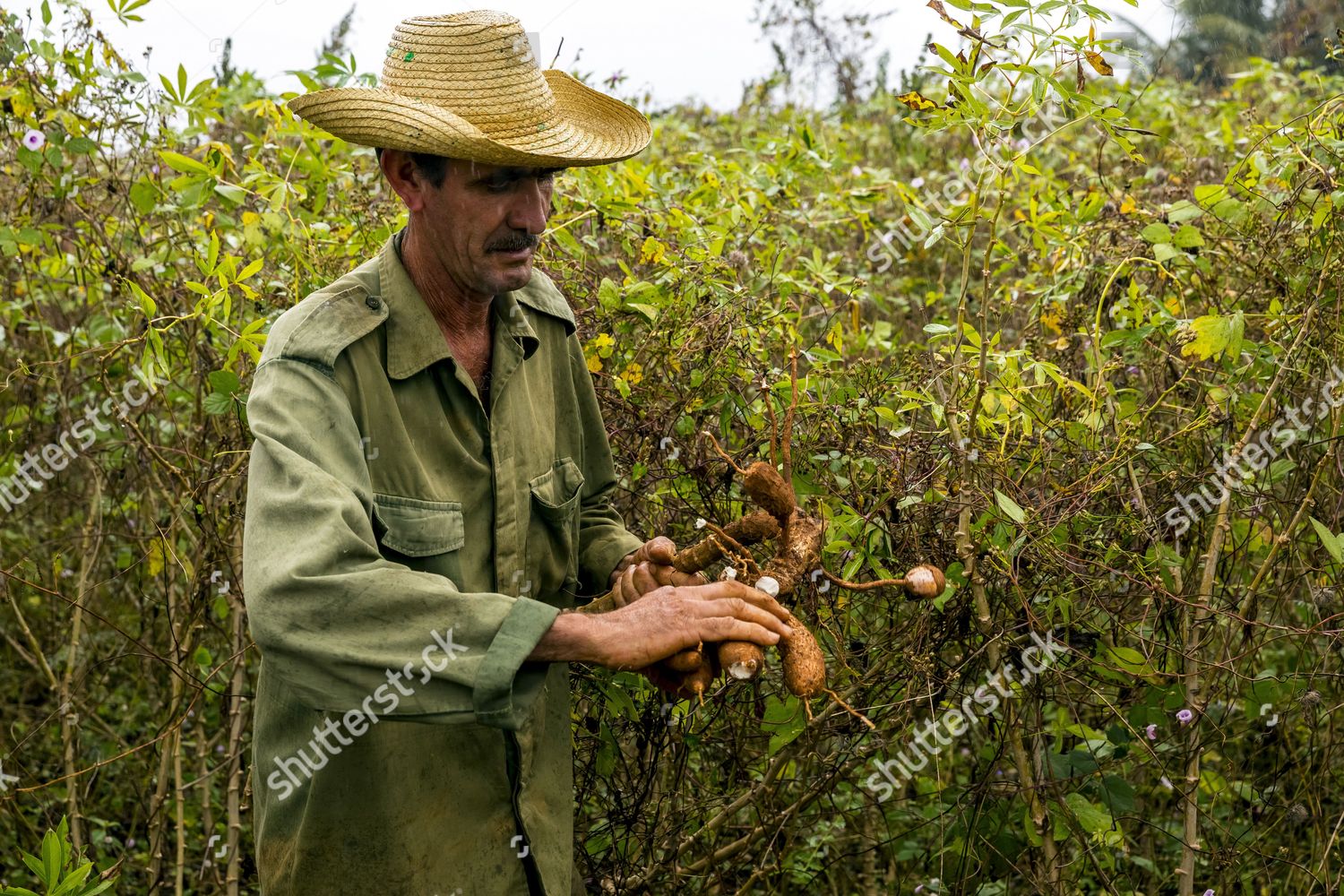 Cuban Farmer Harvesting Cassava Manihot Esculenta Editorial Stock Photo ...