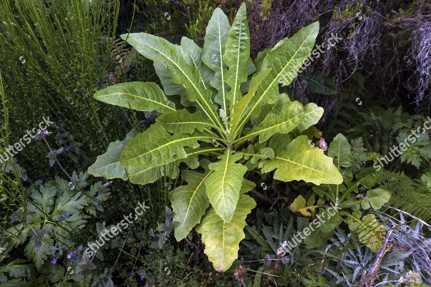 Sonchus Fruticosus Sonchus Fruticosus Madeira Portugal Editorial Stock ...