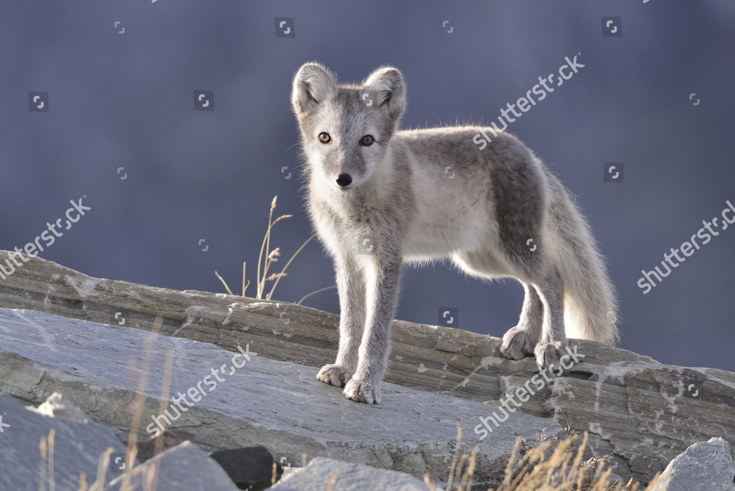 Arctic Fox Vulpes Lagopus Alopex Lagopus Editorial Stock Photo - Stock ...