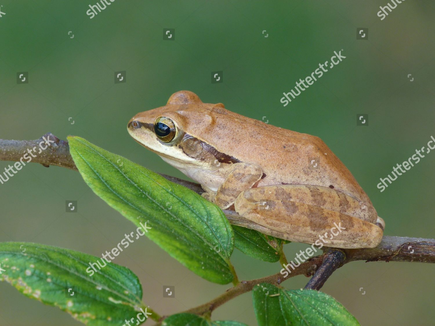 Common Indian Treefrog Polypedates Maculatus Adult Editorial Stock