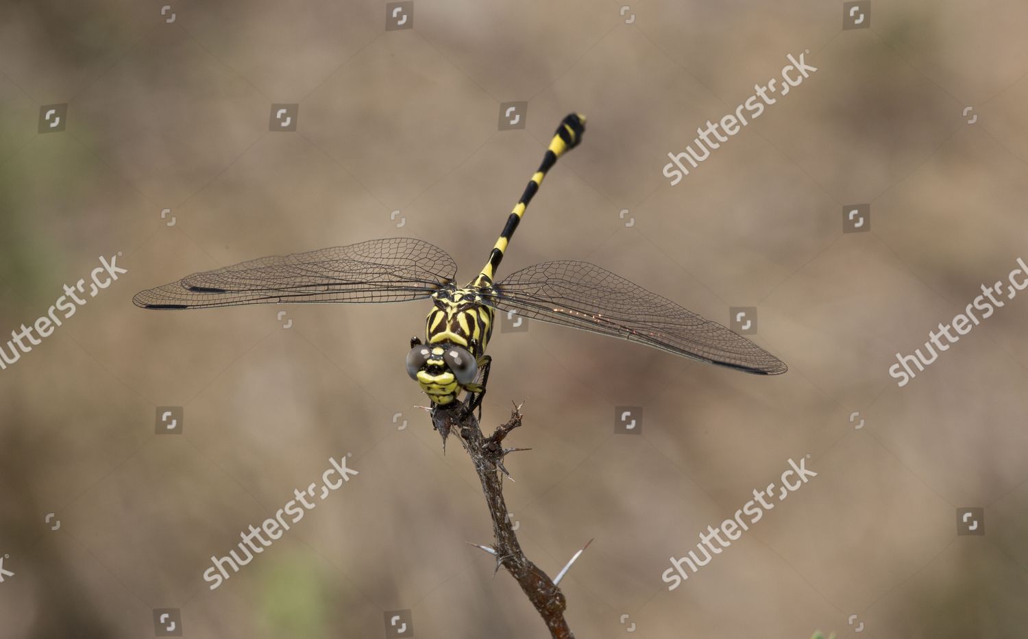 Common Tigertail Ictinogomphus Ferox Adult Resting Editorial Stock