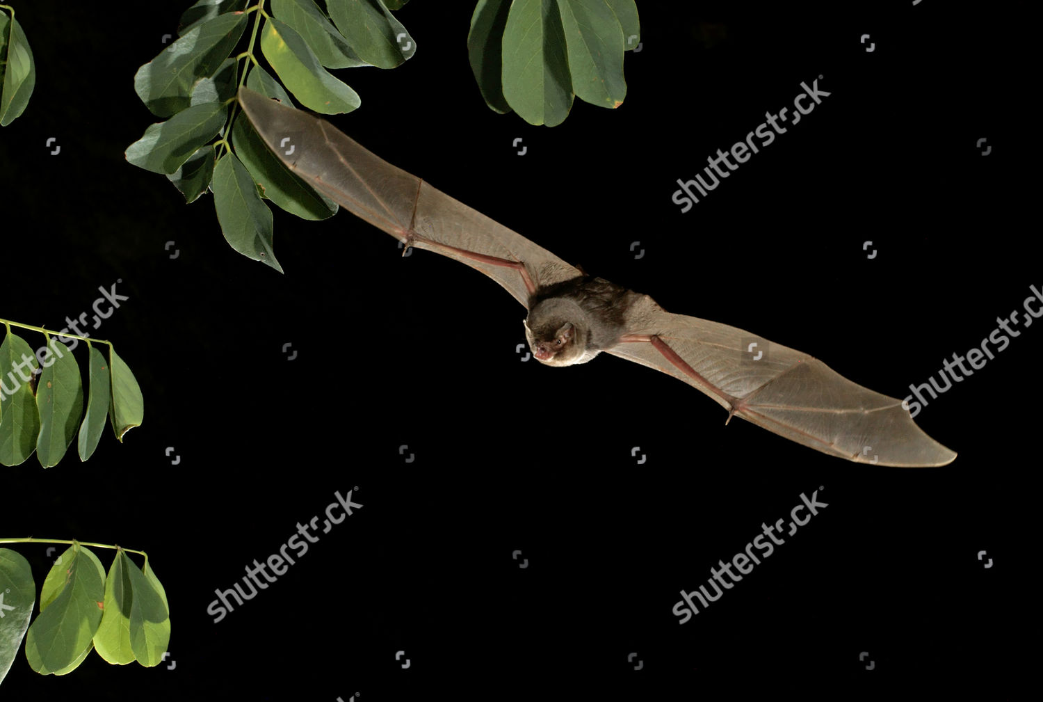 Common Bentwing Bat Schreibers Longfingered Bat Editorial Stock Photo ...