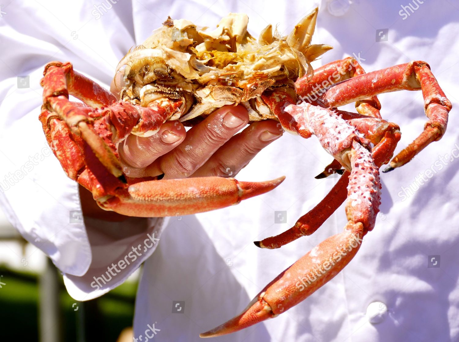 Spider Crab Dish Cooked By Chef Editorial Stock Photo - Stock Image