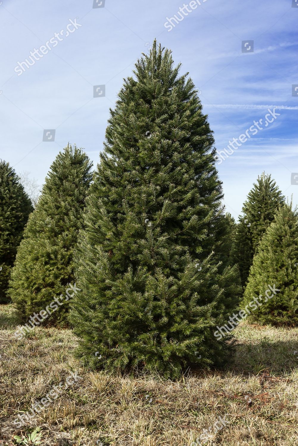 Mature Christmas Trees On Cut Your Editorial Stock Photo Stock Image