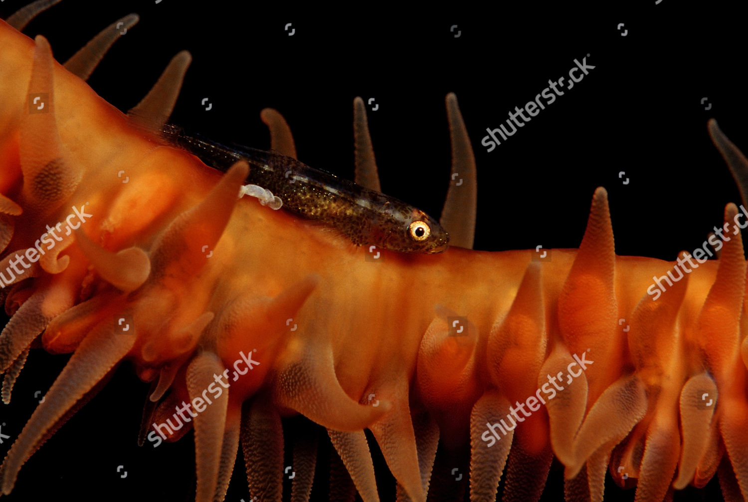 Whip Coral Goby Bryaninops Yongei Maldives Editorial Stock Photo ...