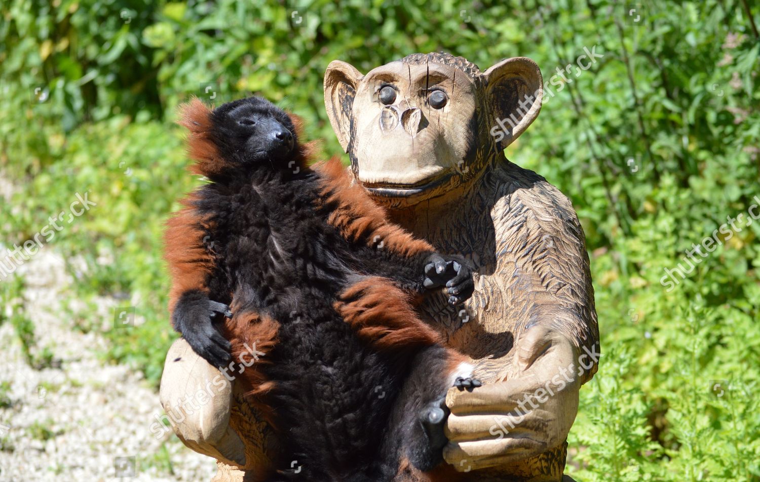 Redruffed Lemur Basking Sun On Wooden Monkey Editorial Stock Photo