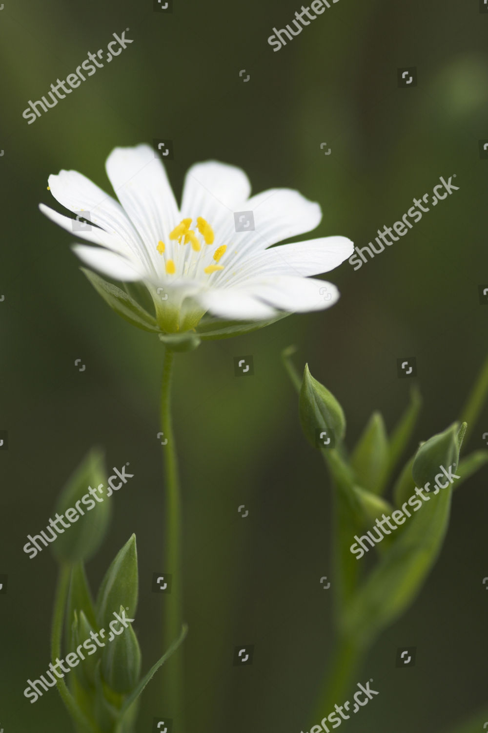 Addersmeat Greater Stitchwort Stellaria Holostea Northern Editorial ...