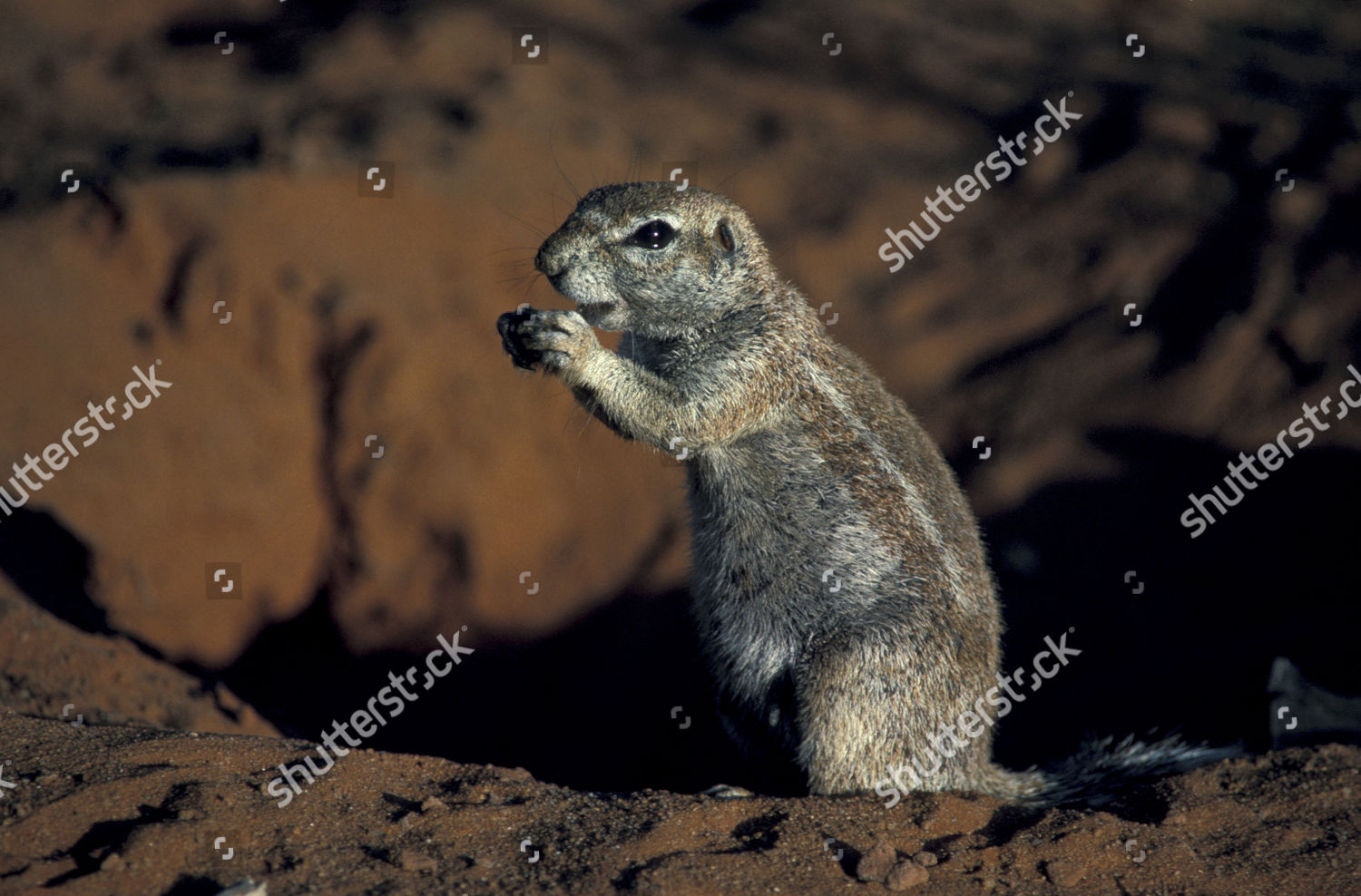 Cape Ground Squirrel Xerus Inauris Last Editorial Stock Photo Stock