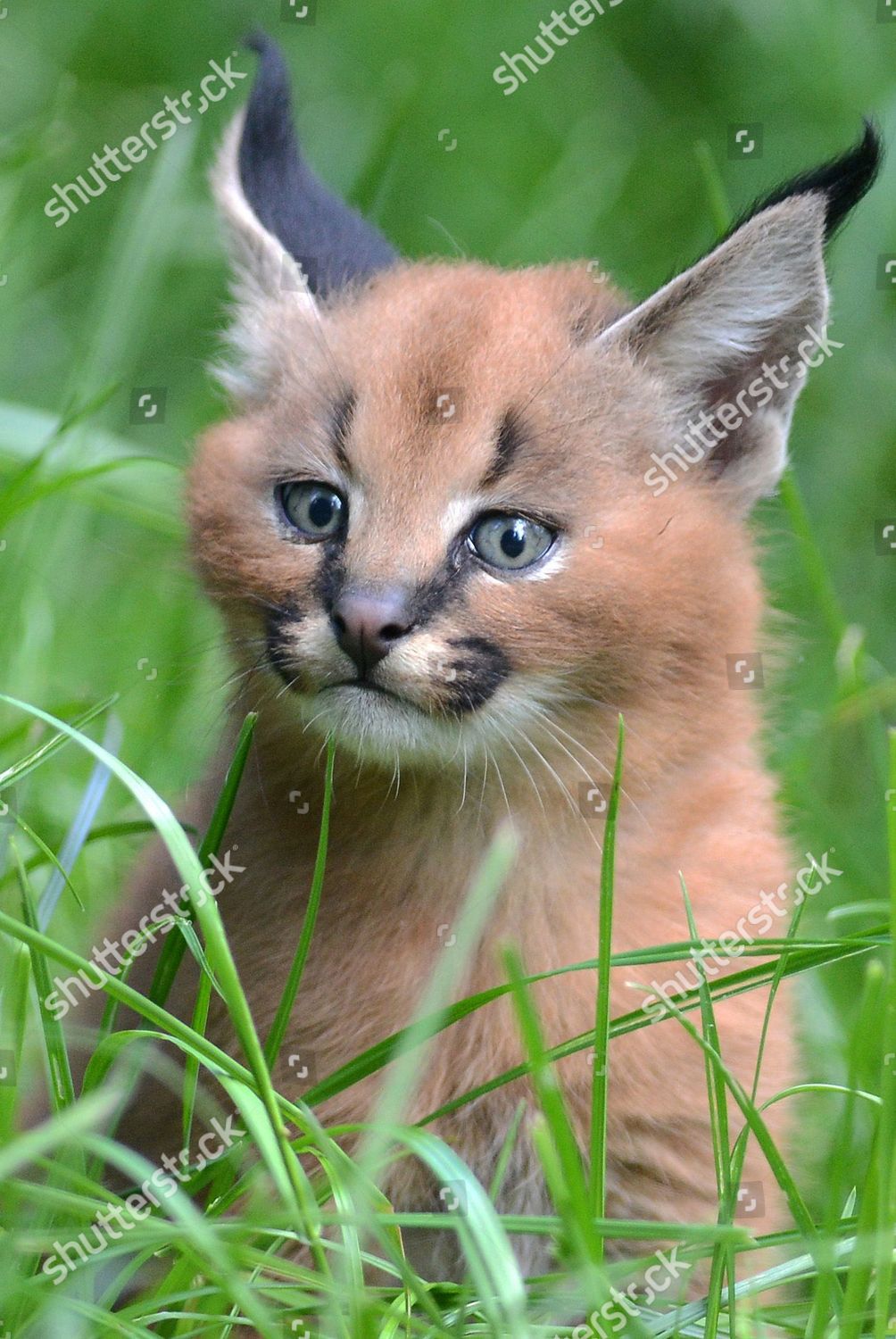 cute caracal kittens