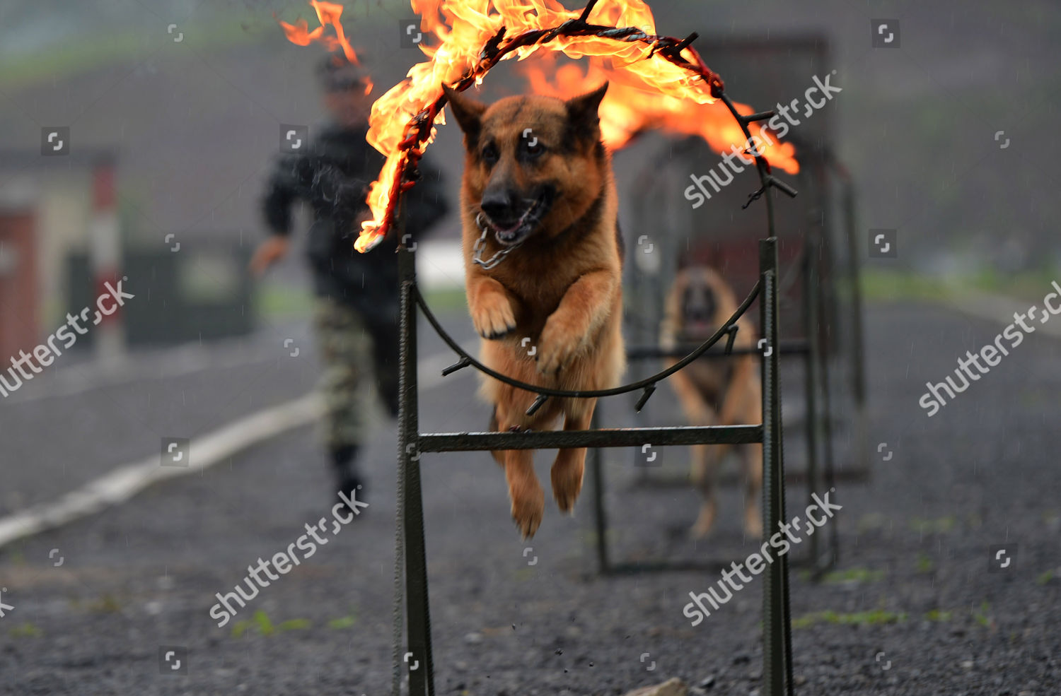 Police Dog Jumps Through Ring Fire Editorial Stock Photo Stock Image