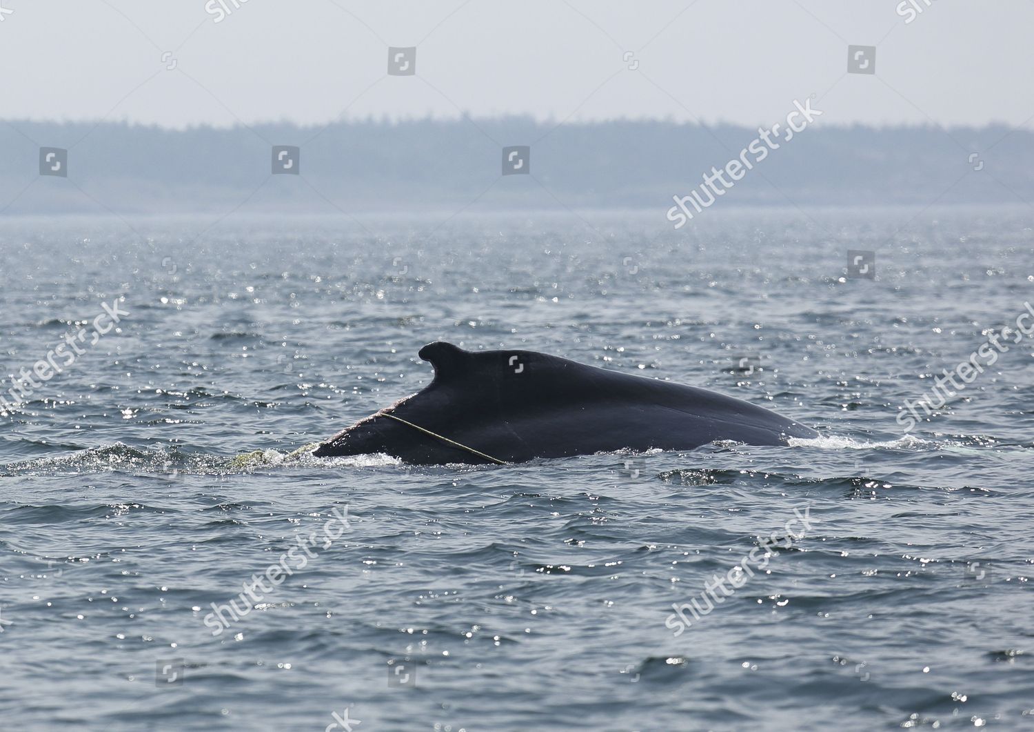 Humpback Whale Entangled Ropes Editorial Stock Photo - Stock Image ...