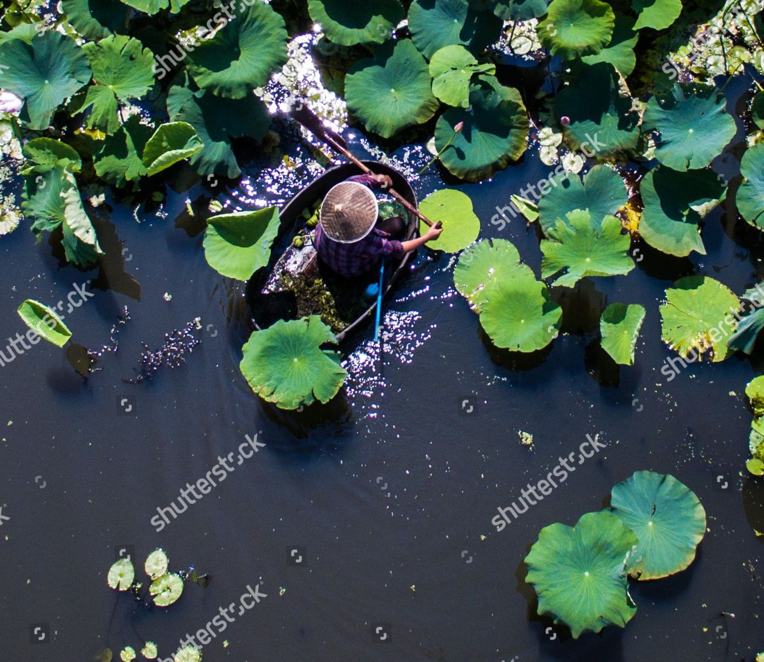 Villager Picks Lotus Flowers Seeds On Editorial Stock Photo Stock