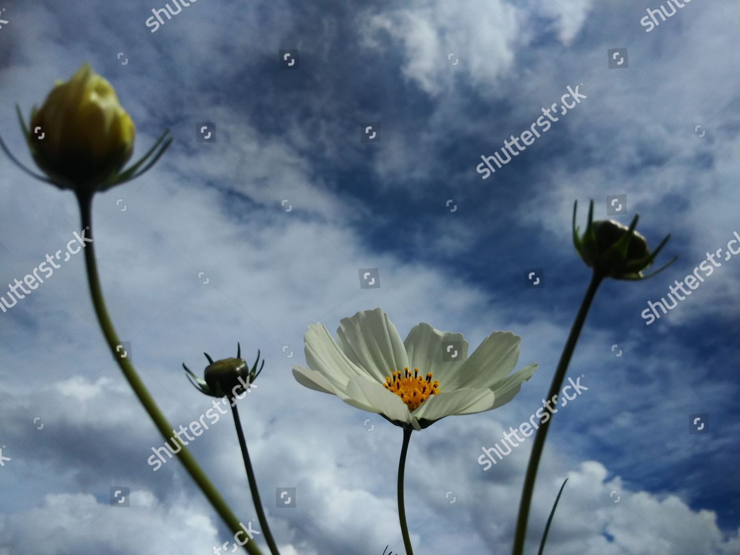 Coreopsis Tibetan Called Kelsang Metok Which Editorial Stock Photo