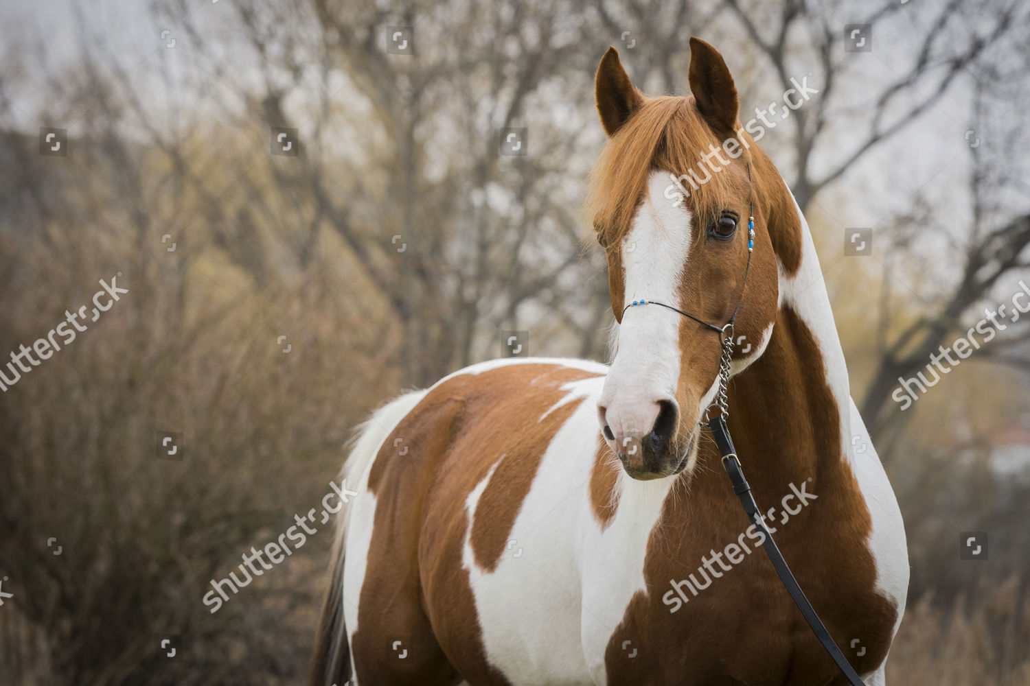 Piebald Pinto Stallion Portrait Editorial Stock Photo Stock Image