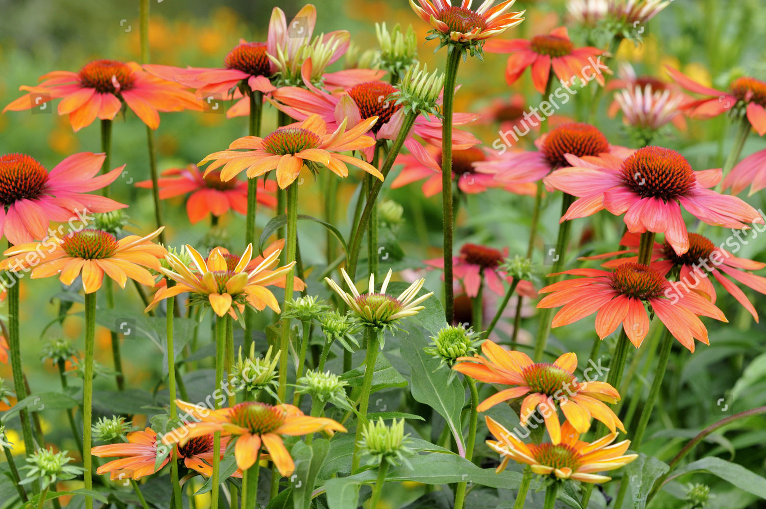 Coneflower Echinacea Sp Hybrid Hot Summer Editorial Stock Photo - Stock ...