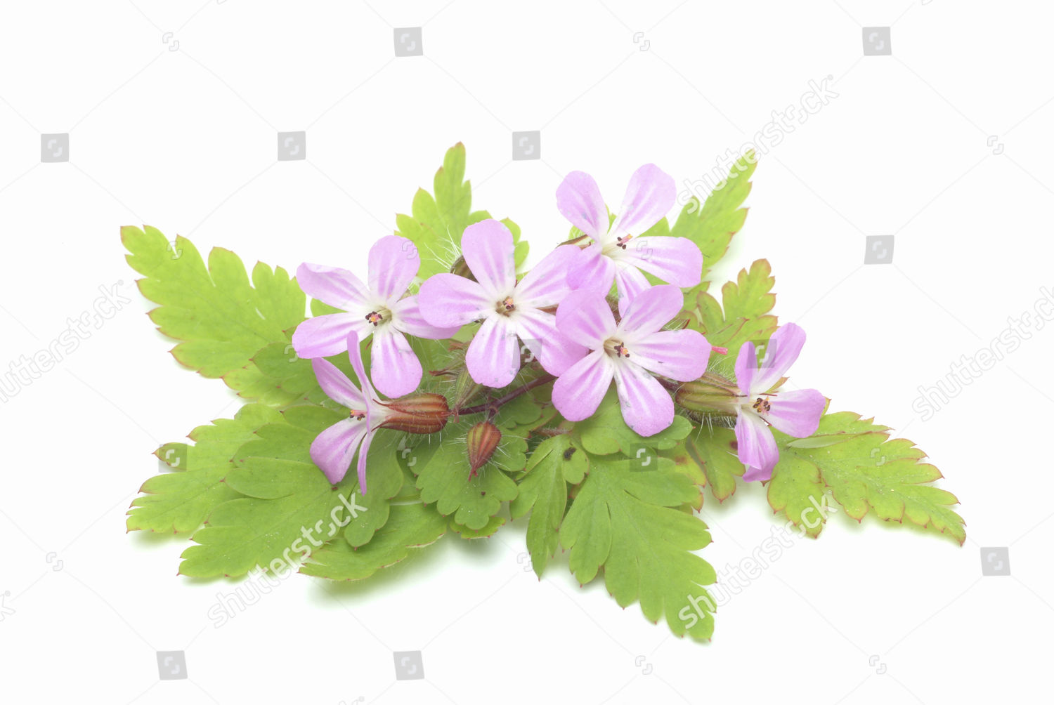 Herb Robert Geranium Robertianum Medicinal Plant Editorial Stock Photo