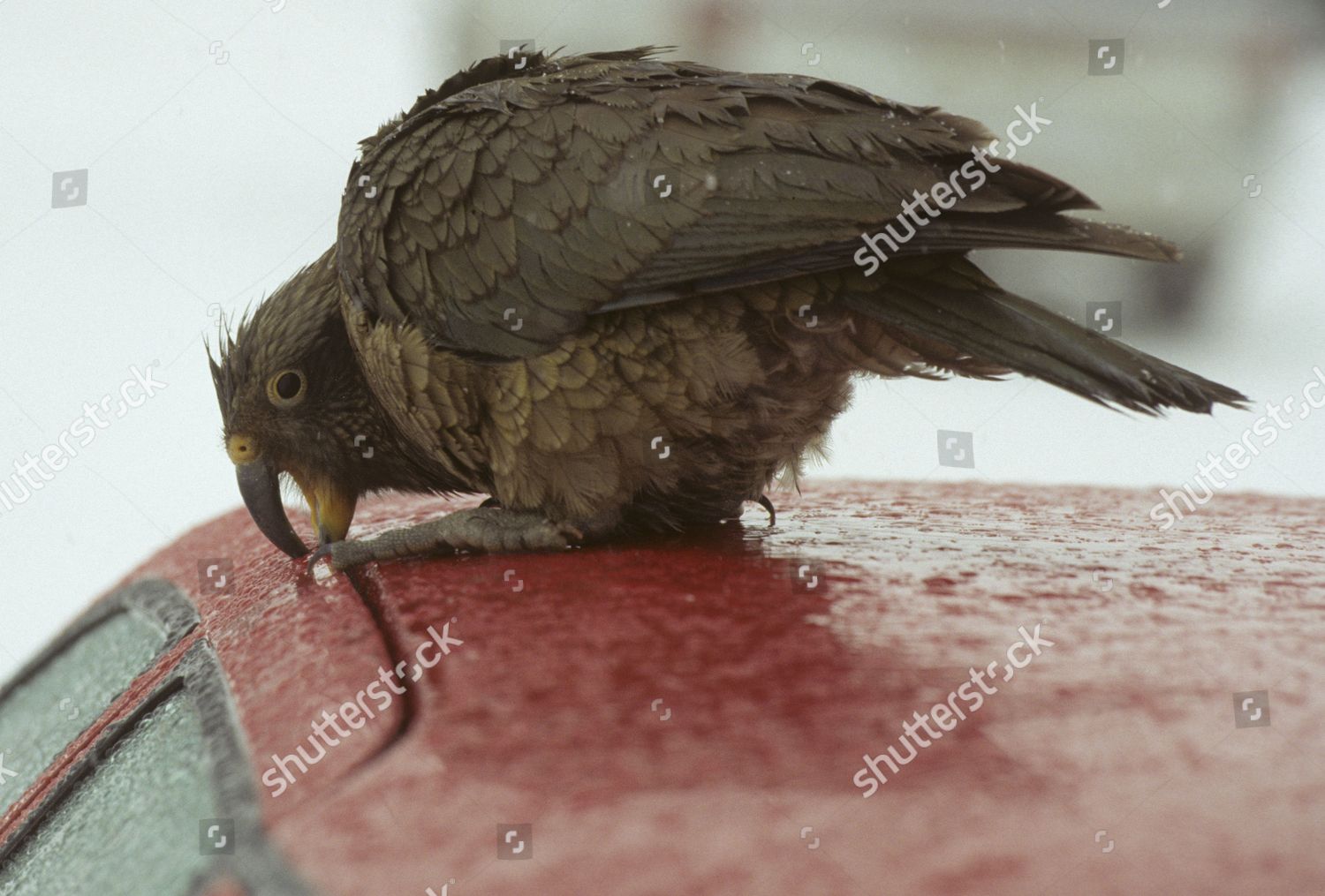 Kea Nestor Notabilis Pecking Roof Car Editorial Stock Photo - Stock