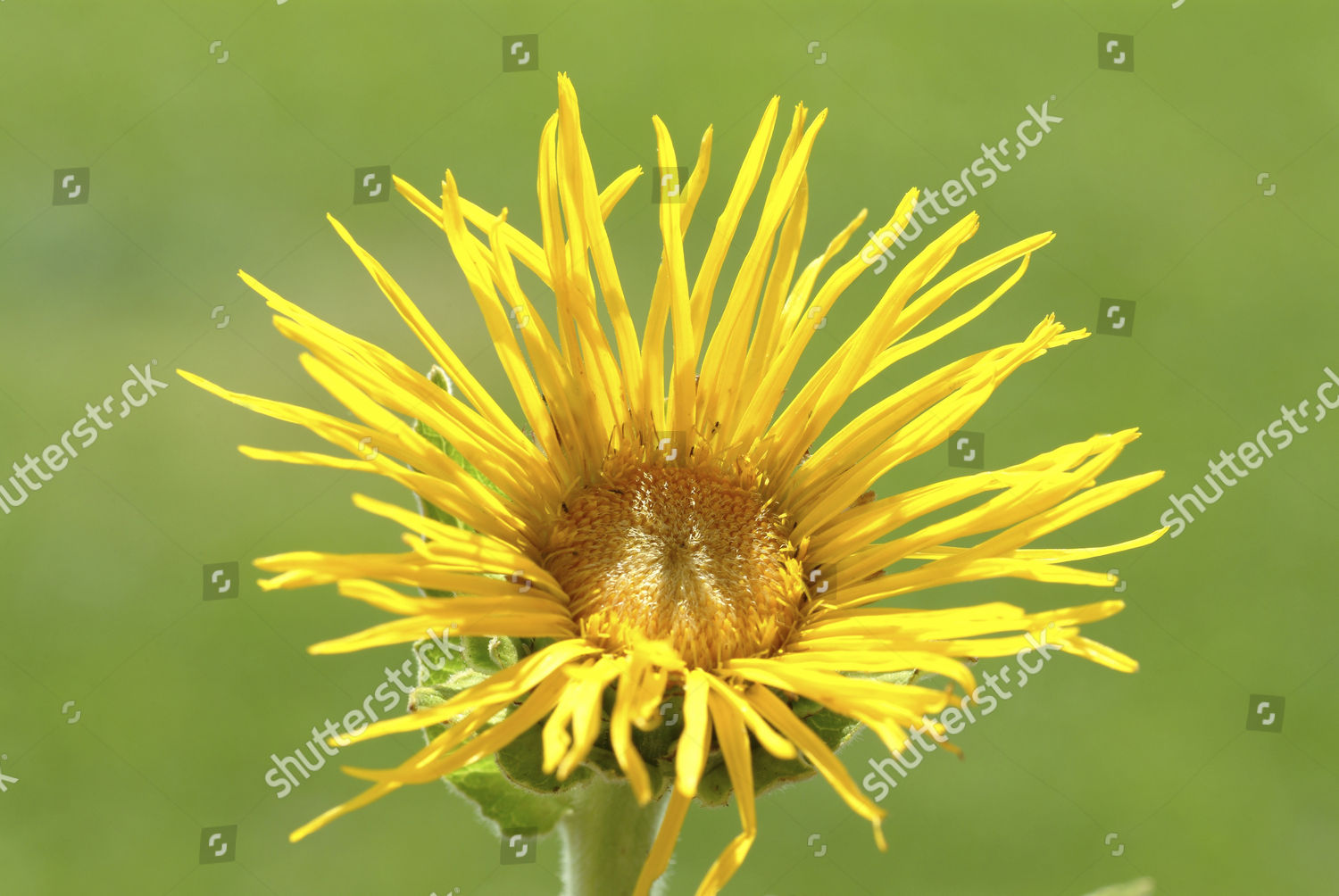 Elecampane Horseheal Inula Helenium Enula Campana Blossom Editorial Stock Photo Stock Image Shutterstock