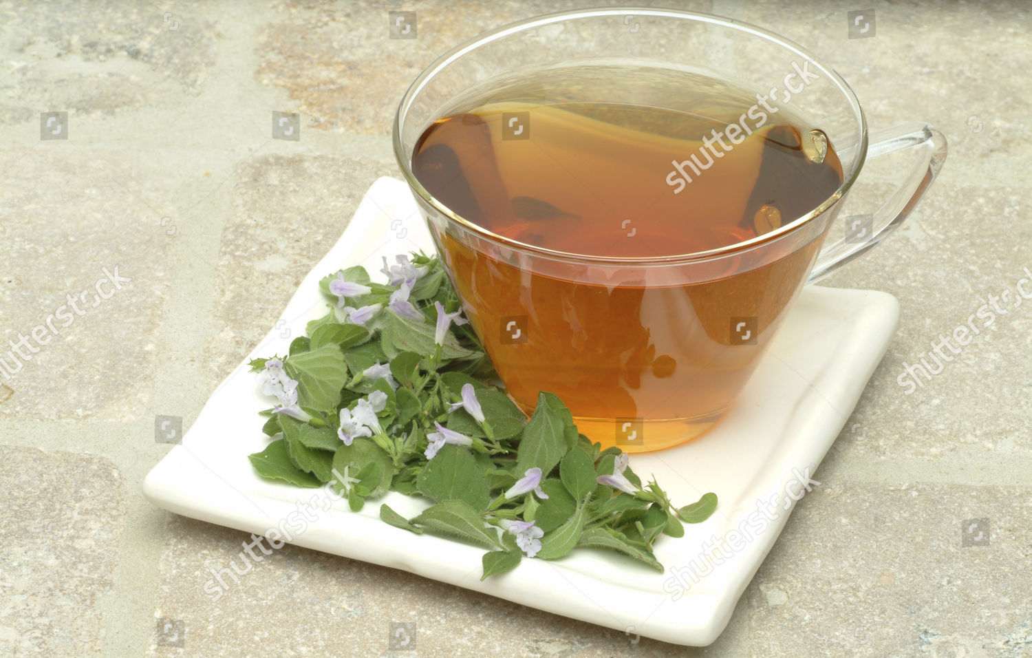 Cretan Calamint Calamintha Cretica Tea Herbal Editorial Stock Photo ...