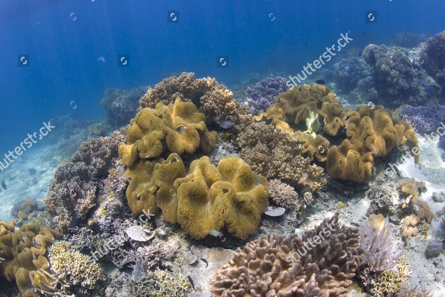 Coral Reef Underwater National Park Bunaken Editorial Stock Photo ...