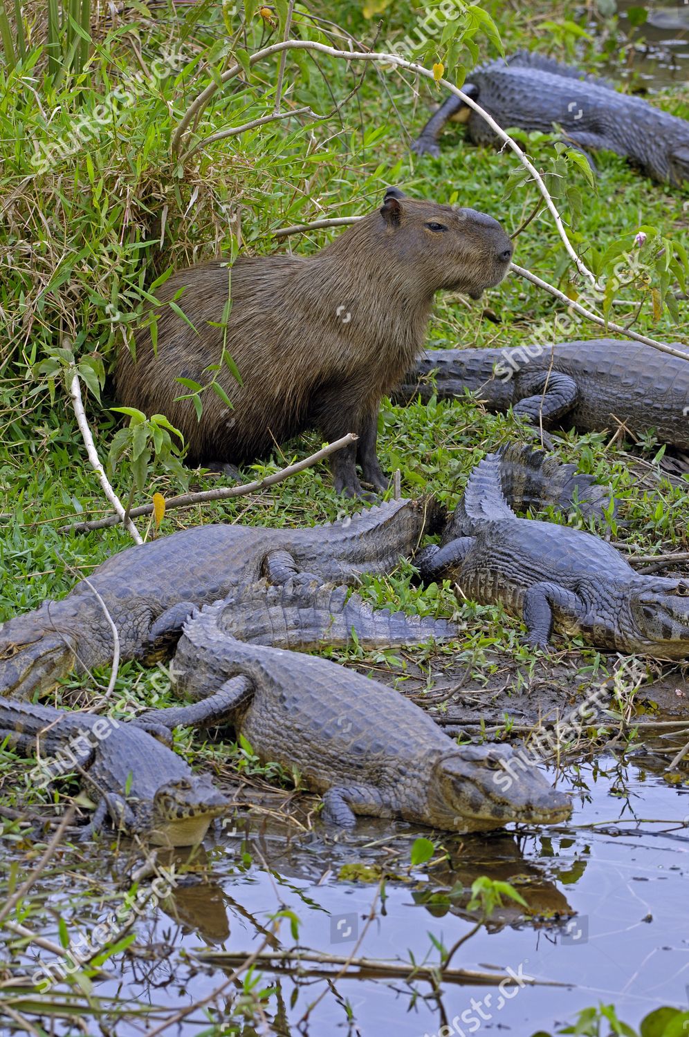 Capibara Hydorchaeris Hydrochaeris Between Caimans Caiman Editorial ...