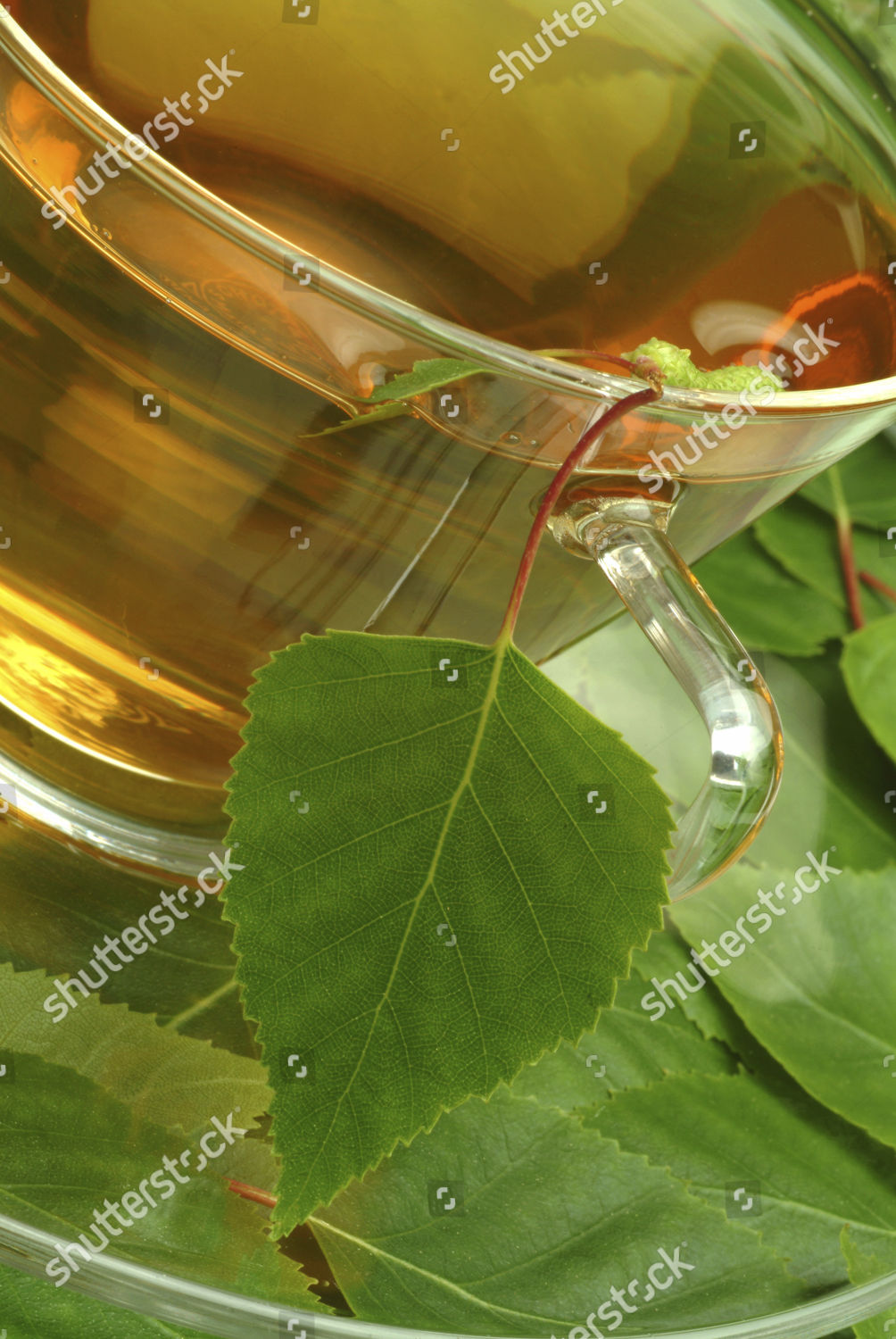 Herb Tea Made Betula Pendula Birch Editorial Stock Photo - Stock Image ...