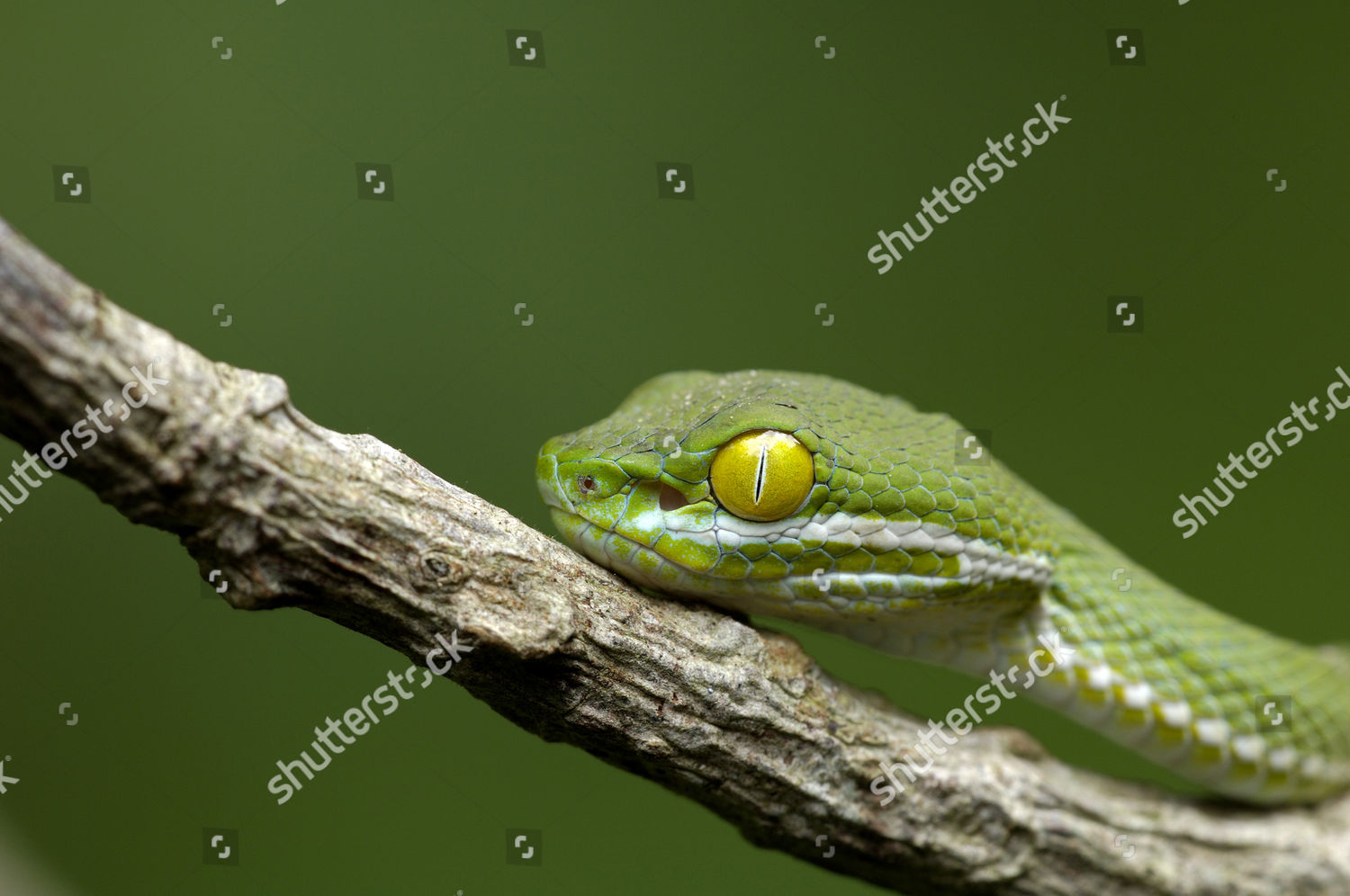 Trimeresurus Macrops Editorial Stock Photo - Stock Image 