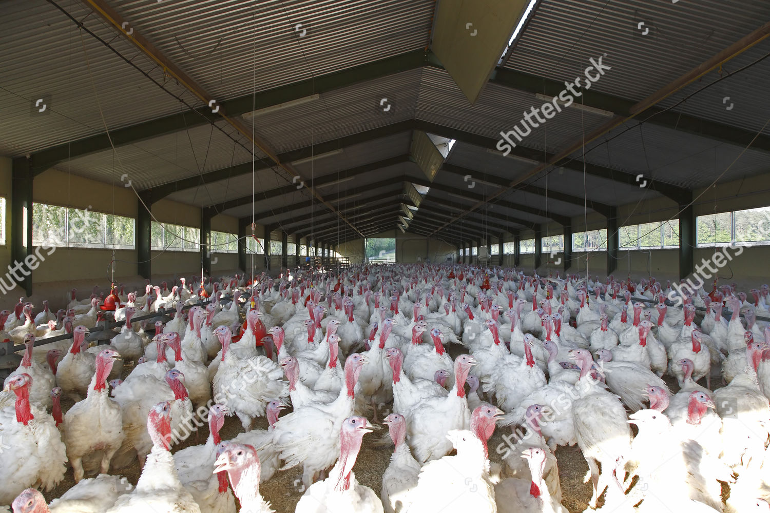 Animal Husbandry Turkey Meleagridinae Editorial Stock Photo Stock