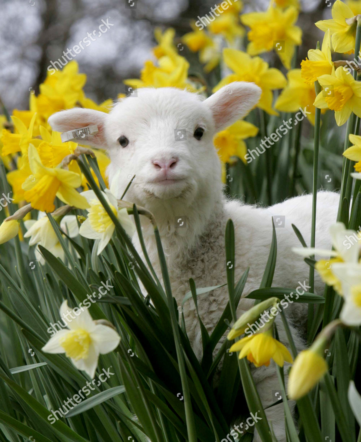 Lamb Daffodils Editorial Stock Photo Stock Image Shutterstock