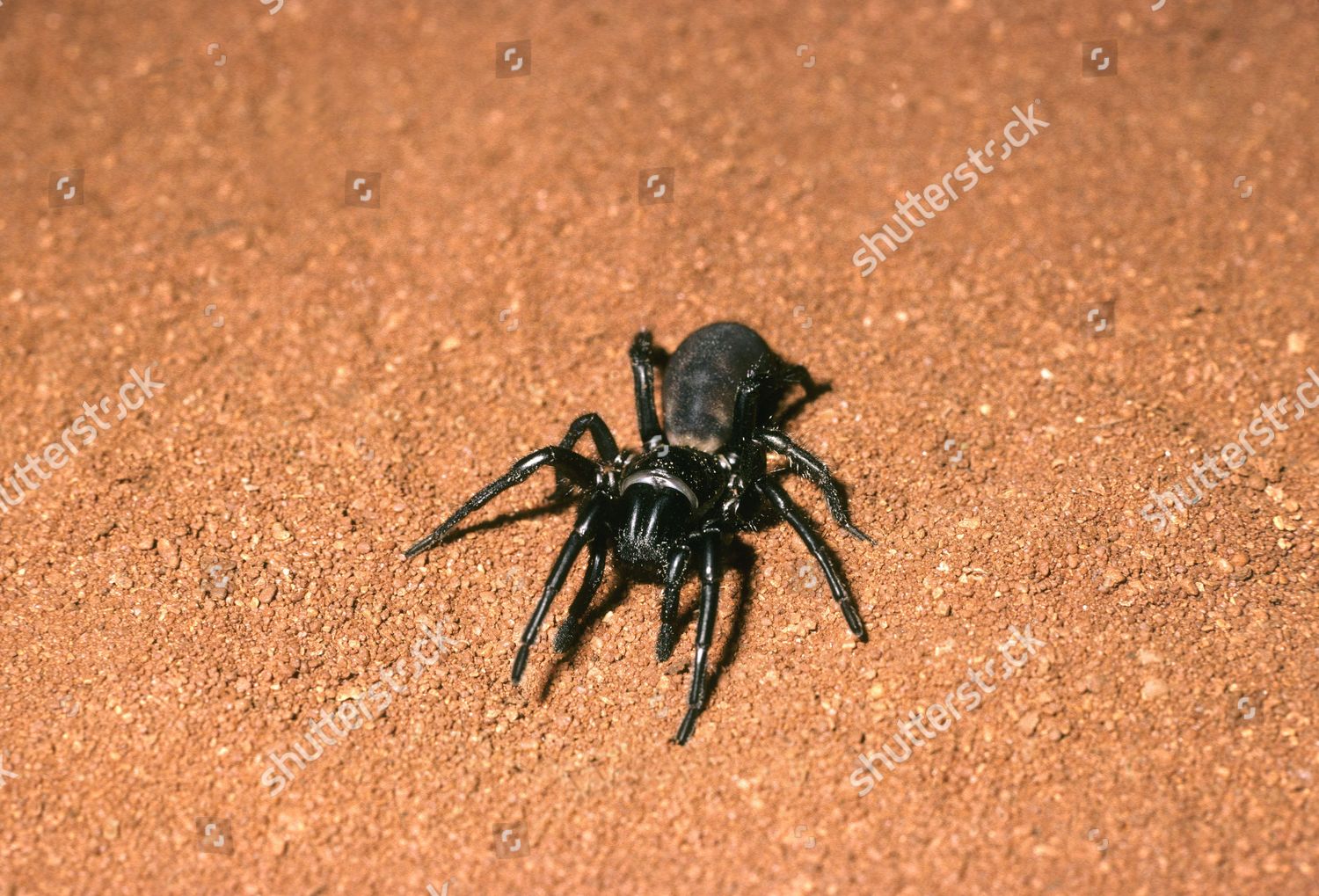 Trapdoor Spider Aname Sp On Red Desert Editorial Stock Photo