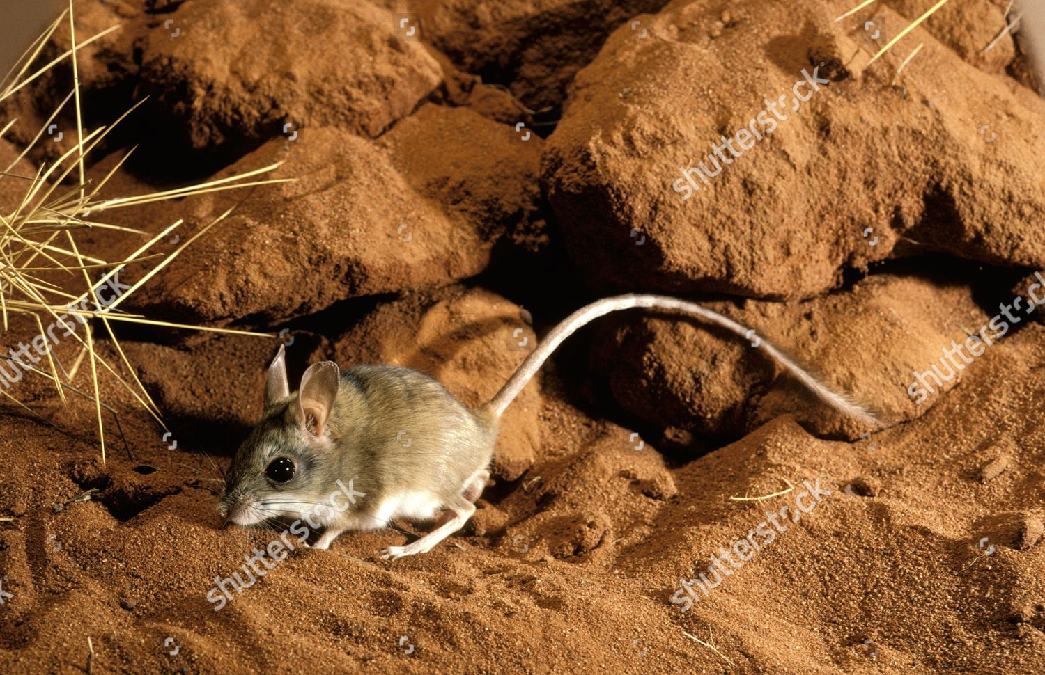 Spinifex Hoppingmouse Notomys Alexis Desert Habitat Northern のエディトリアルストック写真 ストック画像 Shutterstock