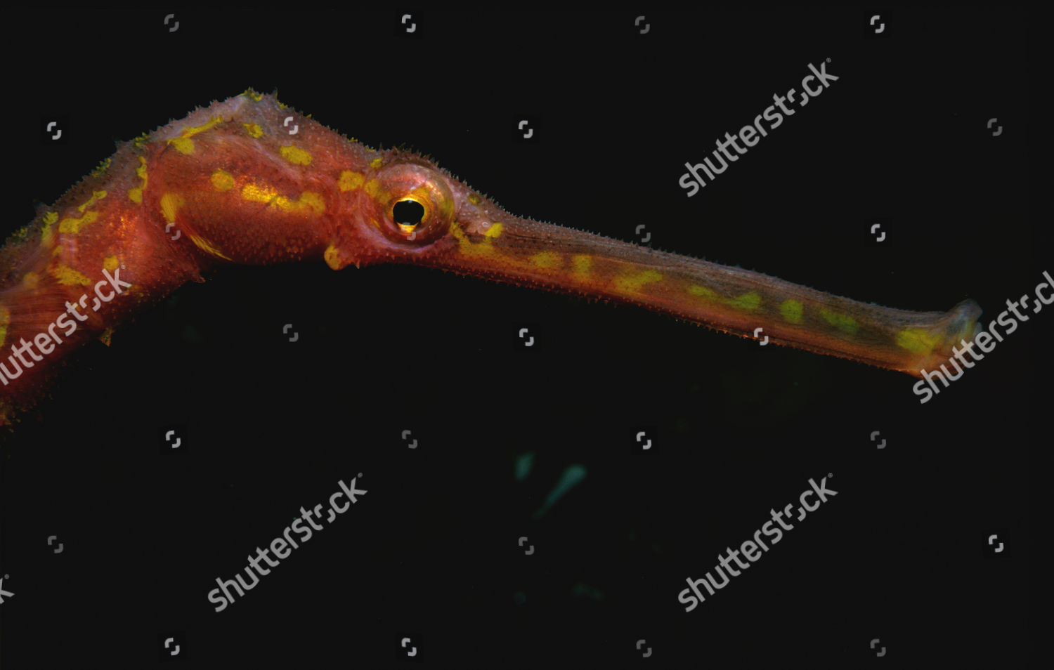 Spiny Pipehorse Solegnathus Spinosissimus Head Fiordland Editorial