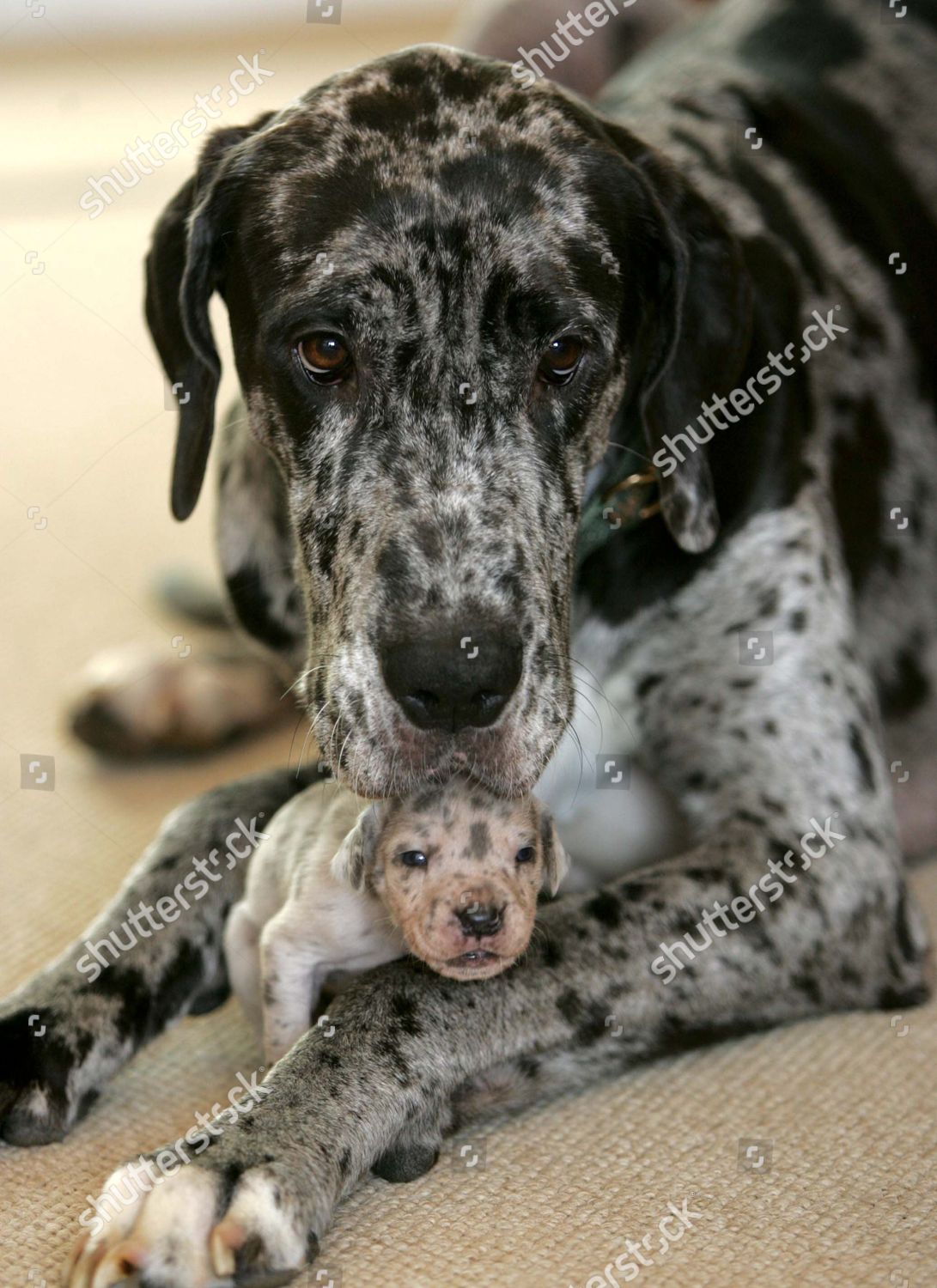 are there miniature great danes