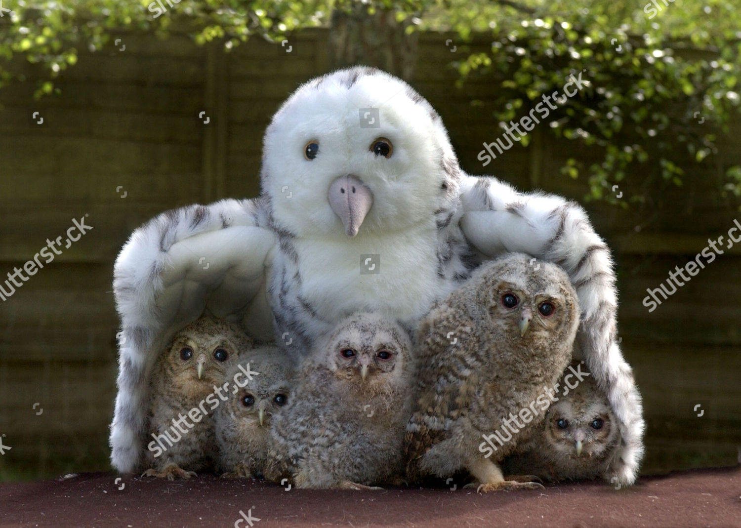 cuddly owls