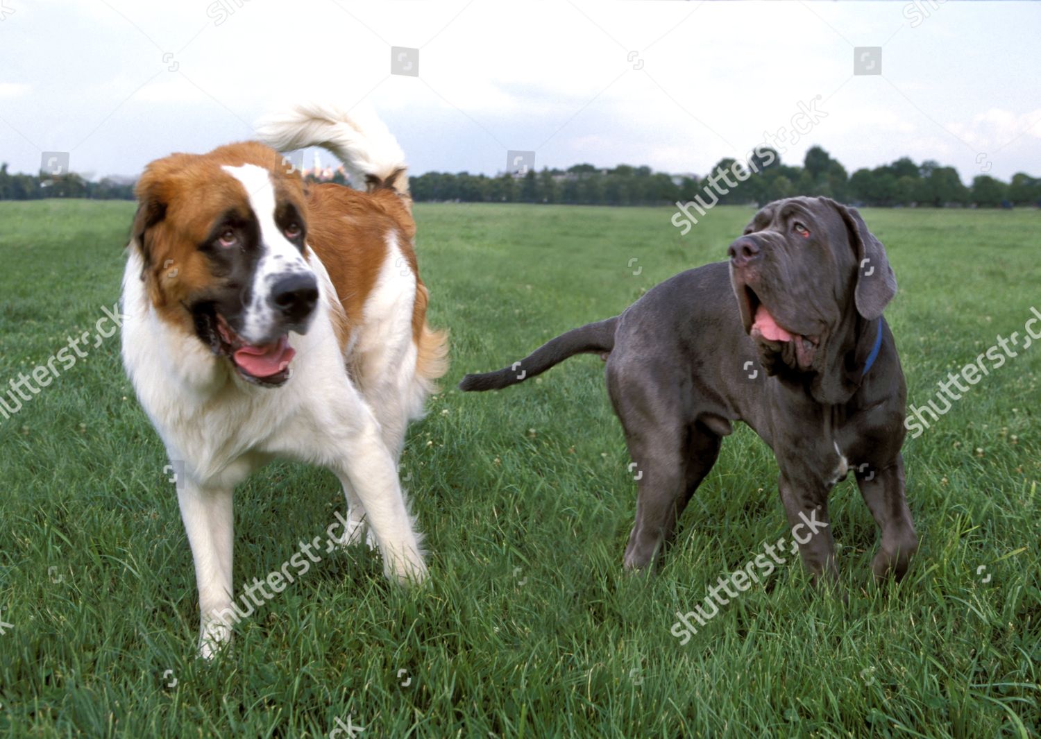 Mastiff Neapolitan St Bernard Editorial Stock Photo - Stock Image