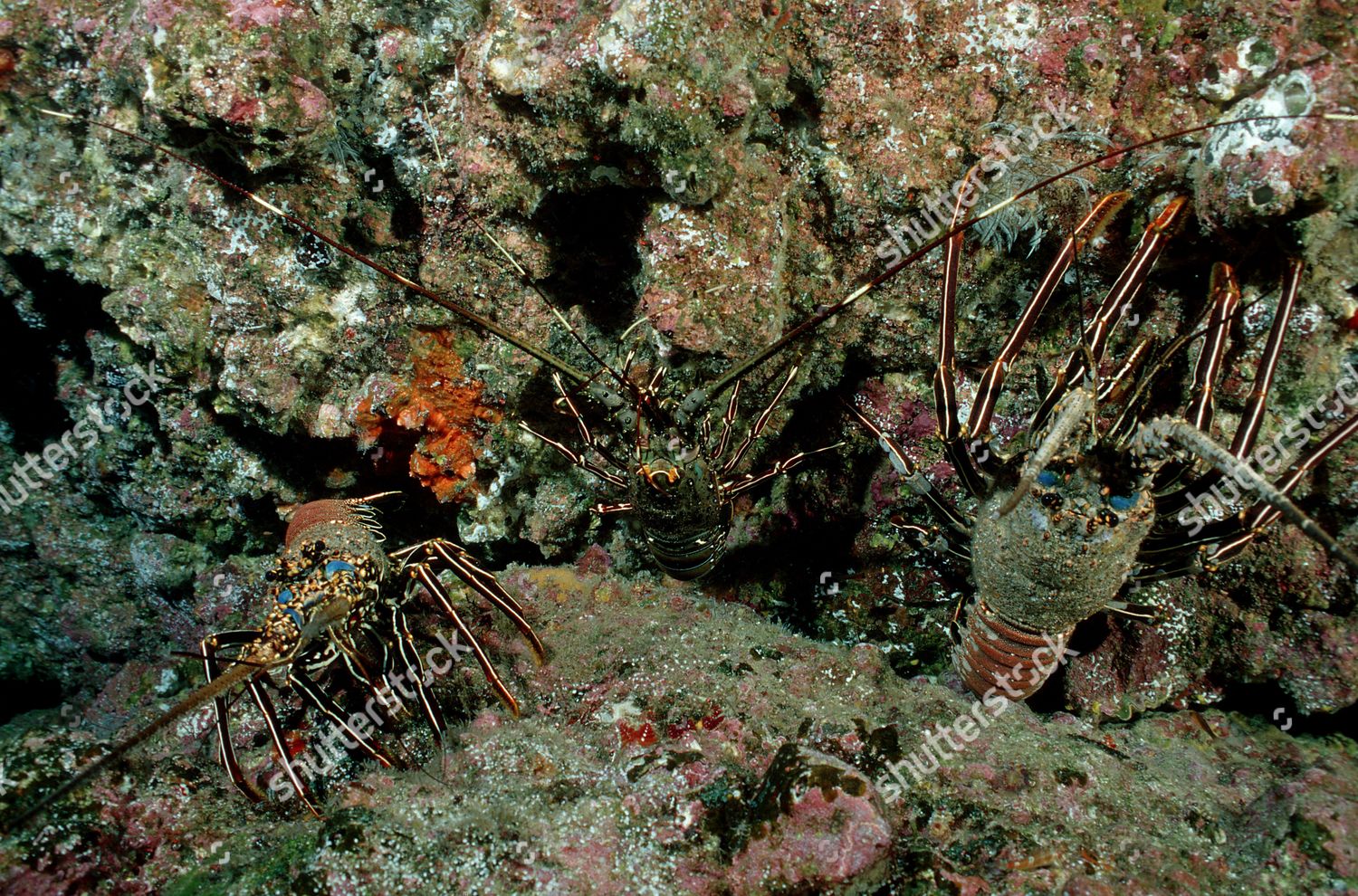 Lobster Cave Lobster Panulirus Regius Editorial Stock Photo Stock Image Shutterstock