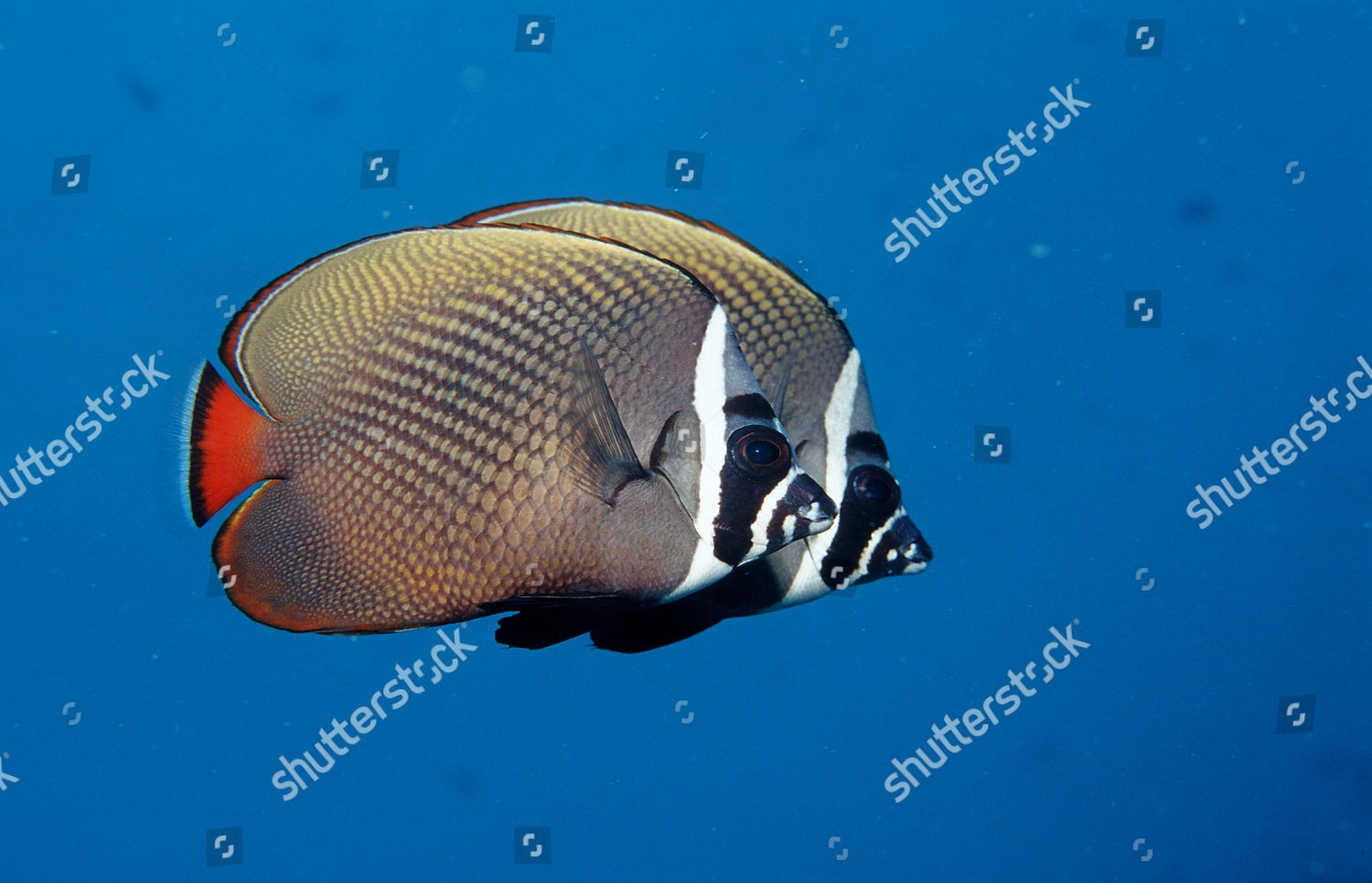 Butterflyfish Chaetodon Collare Editorial Stock Photo - Stock Image ...