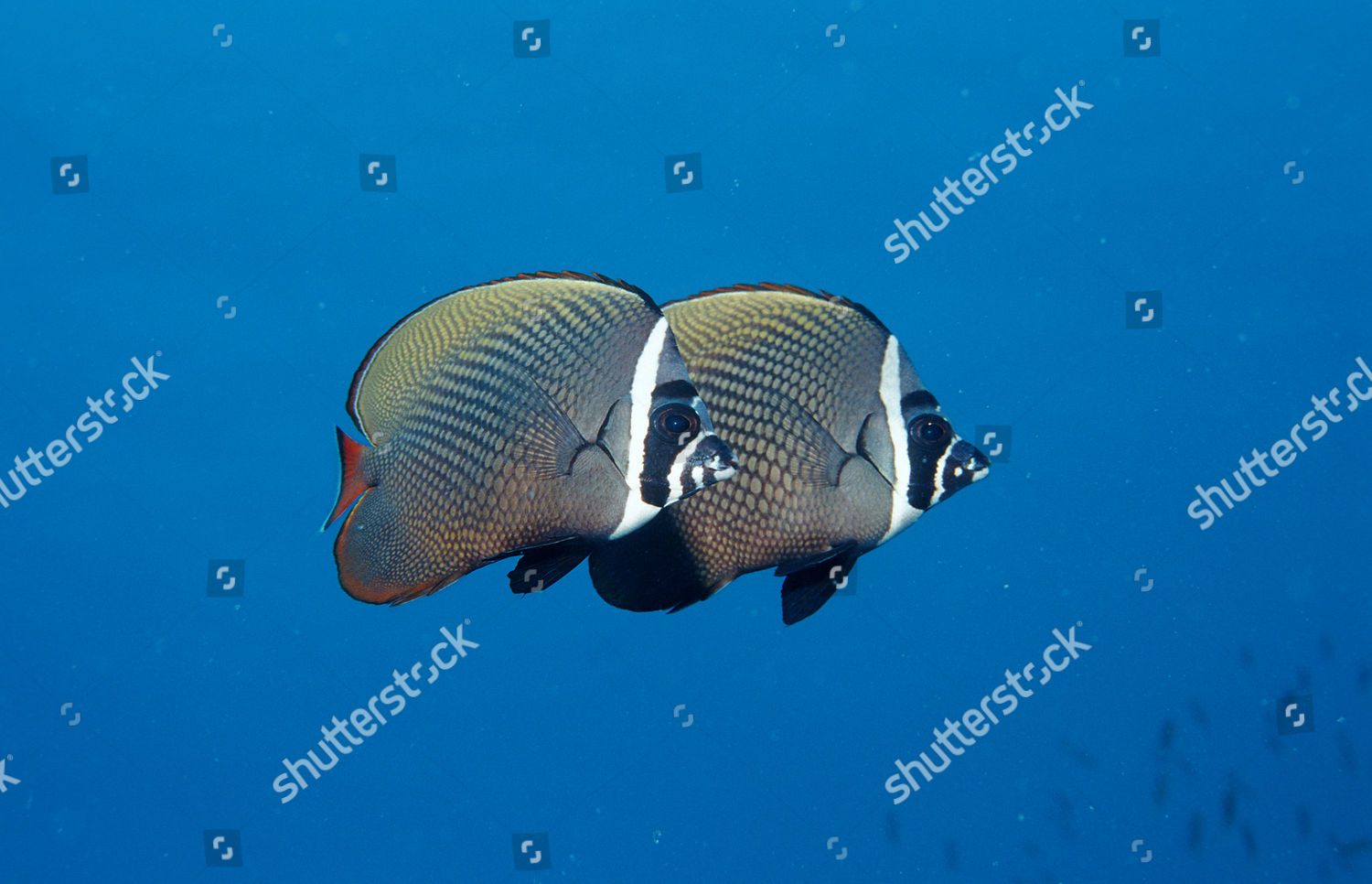 Butterflyfish Chaetodon Collare Editorial Stock Photo - Stock Image ...