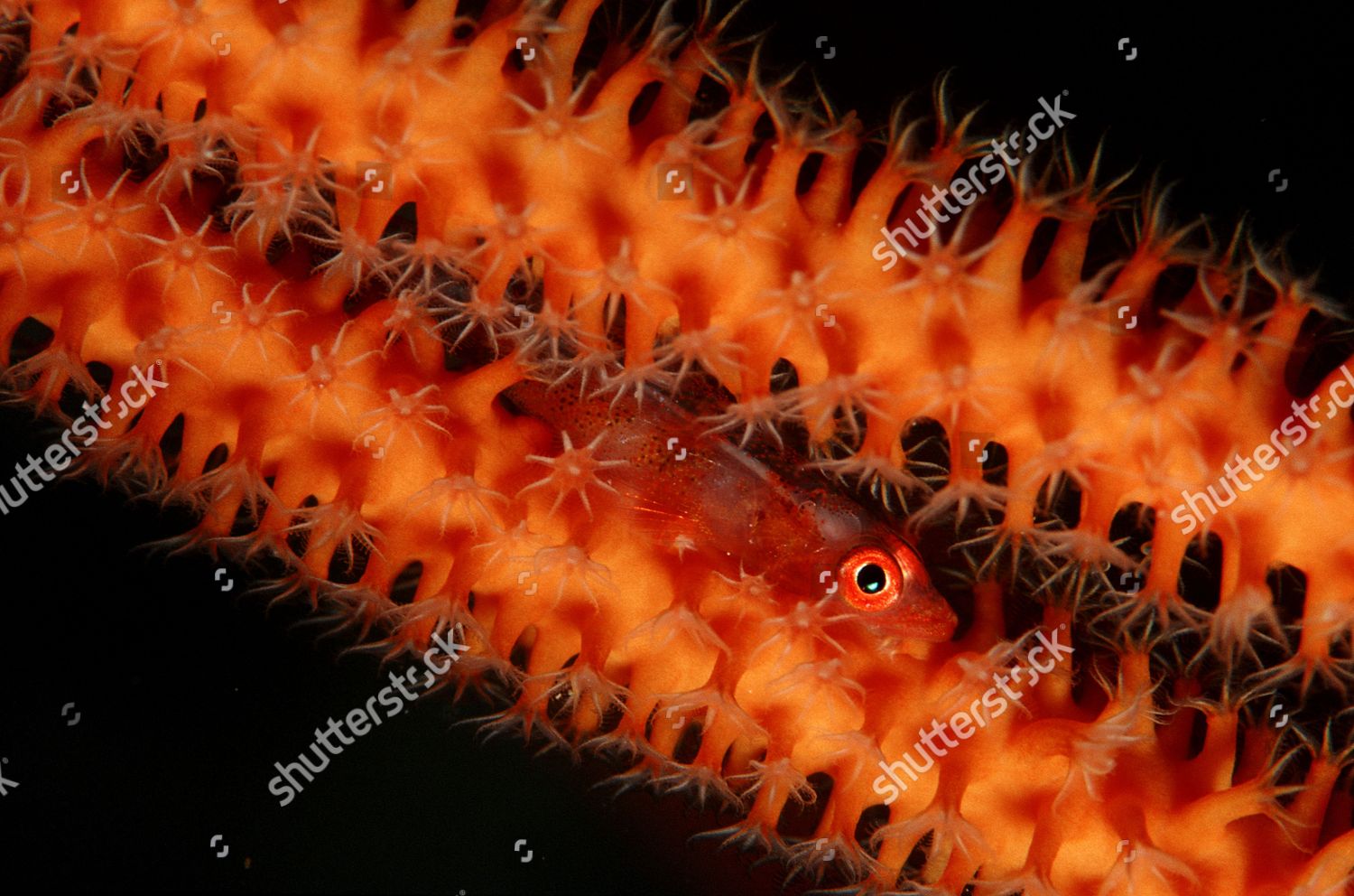 Loki Whipgoby On Whip Coral Bryaninops Editorial Stock Photo - Stock ...