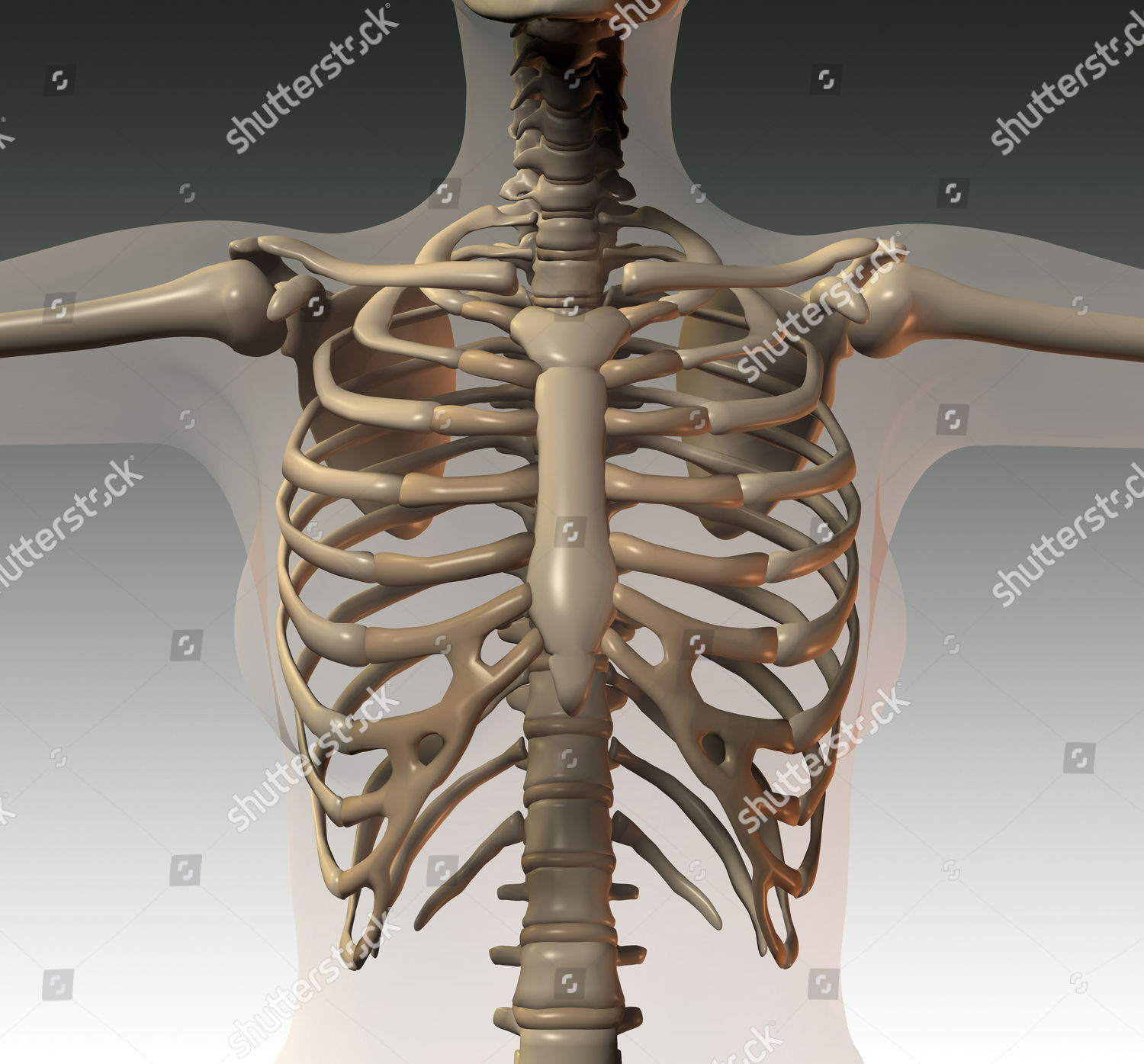 Anatomical Thorax Editorial Stock Photo - Stock Image | Shutterstock