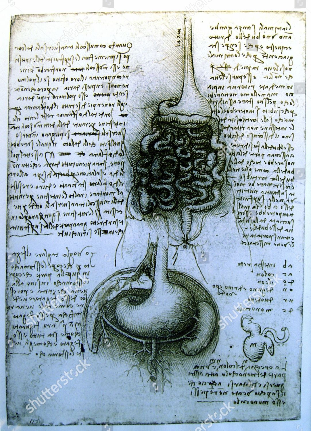 Anatomical Design Leonardo Da Vinci Medical Editorial Stock Photo ...