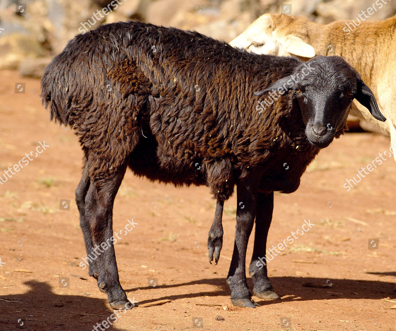 5 Legged Sheep Editorial Stock Photo - Stock Image | Shutterstock