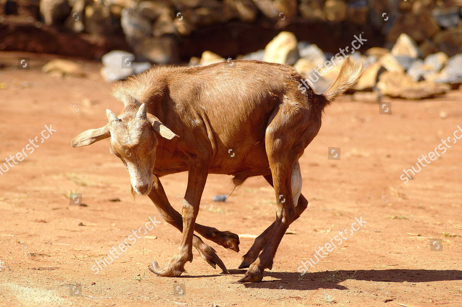 5 Legged Goat Editorial Stock Photo Stock Image Shutterstock