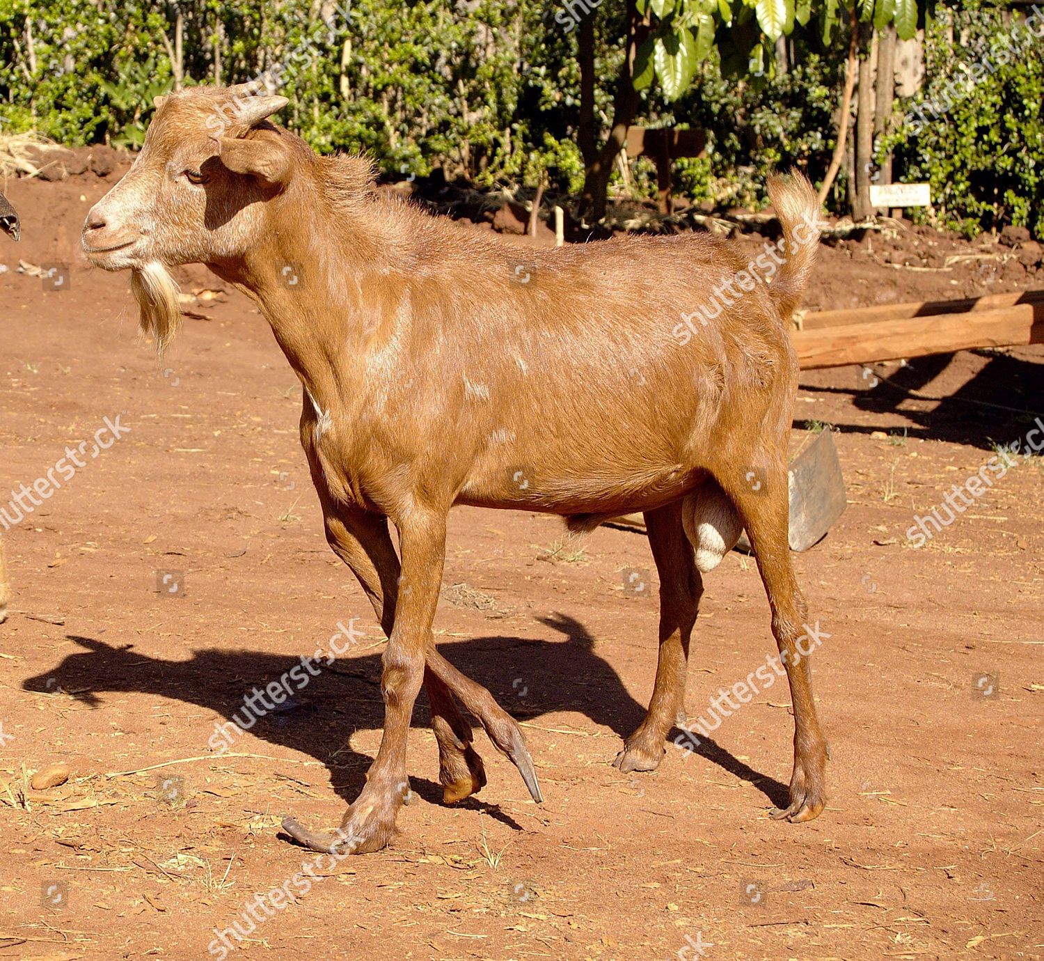 5 Legged Goat Editorial Stock Photo Stock Image Shutterstock